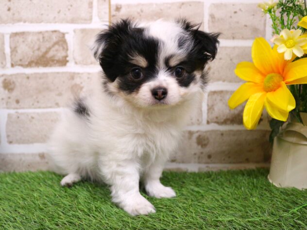 2026年1月11日生まれのチワワ(ロング)