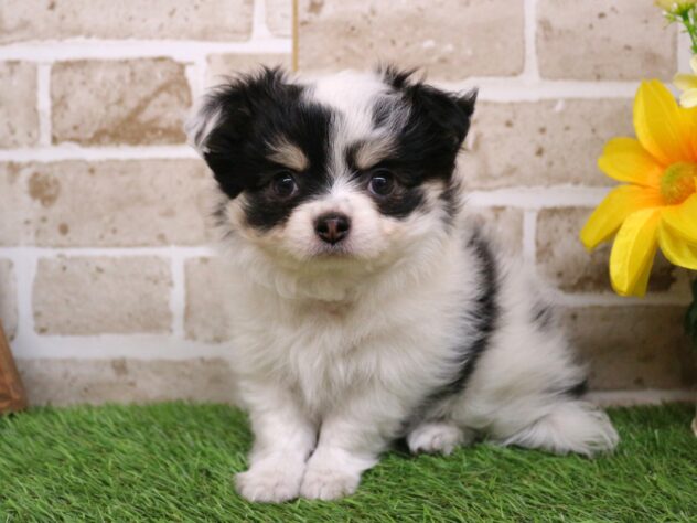 兵庫県のチワワ(ロング) (ペット・プラザ アミーゴ神戸西店/2026年1月11日生まれ/男の子/ホワイトブラックタン)の子犬の3枚目の画像