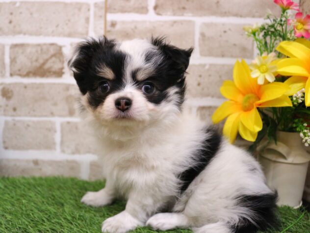 兵庫県のチワワ(ロング) (ペット・プラザ アミーゴ神戸西店/2026年1月11日生まれ/男の子/ホワイトブラックタン)の子犬の2枚目の画像