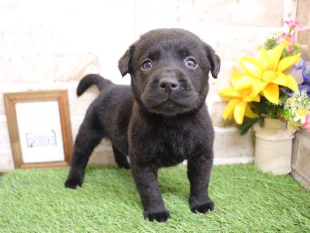 2026年1月3日生まれのラブラドールレトリーバー