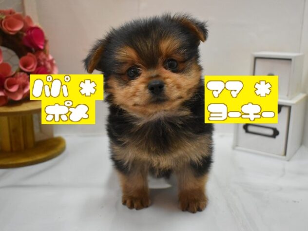 大阪府のポメキー(ポメラニアン×ヨークシャーテリア) (ペット・プラザ アミーゴ豊中服部店/2026年1月3日生まれ/男の子/ブラックタン)の子犬の1枚目の画像