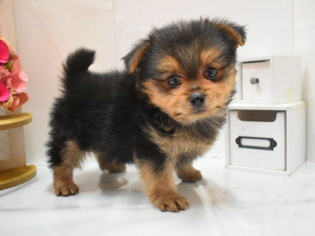 大阪府のポメキー(ポメラニアン×ヨークシャーテリア) (ペット・プラザ アミーゴ豊中服部店/2026年1月3日生まれ/男の子/ブラックタン)の子犬の3枚目の画像