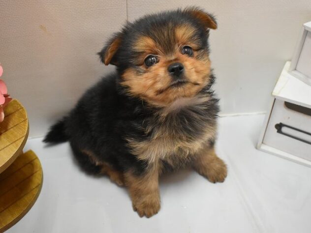 大阪府のポメキー(ポメラニアン×ヨークシャーテリア) (ペット・プラザ アミーゴ豊中服部店/2026年1月3日生まれ/男の子/ブラックタン)の子犬の4枚目の画像