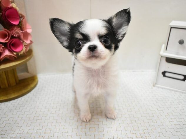 大阪府のチワワ(ロング) (ペット・プラザ アミーゴ豊中服部店/2026年1月10日生まれ/男の子/ホワイトブラックタン)の子犬の1枚目の画像