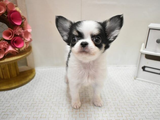 大阪府のチワワ(ロング) (ペット・プラザ アミーゴ豊中服部店/2026年1月10日生まれ/男の子/ホワイトブラックタン)の子犬の2枚目の画像