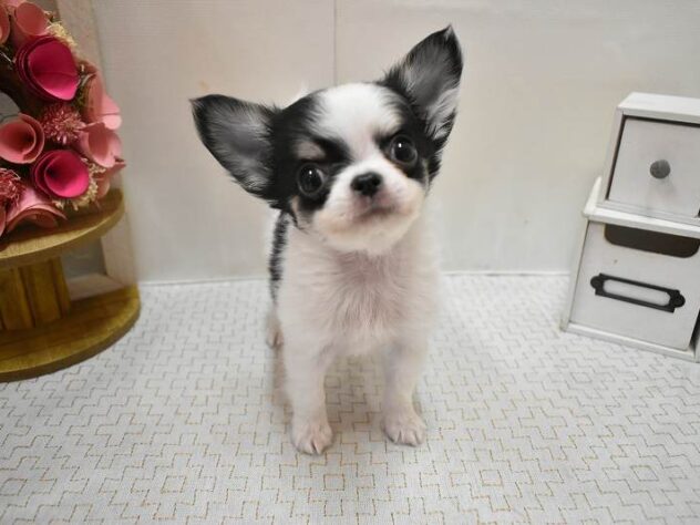 大阪府のチワワ(ロング) (ペット・プラザ アミーゴ豊中服部店/2026年1月10日生まれ/男の子/ホワイトブラックタン)の子犬の3枚目の画像
