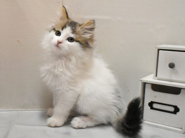 大阪府のノルウェージャンフォレストキャット (ペット・プラザ アミーゴ豊中服部店/2026年1月1日生まれ/女の子/ブラウンパッチドタビーホワイト)の子猫の1枚目の画像