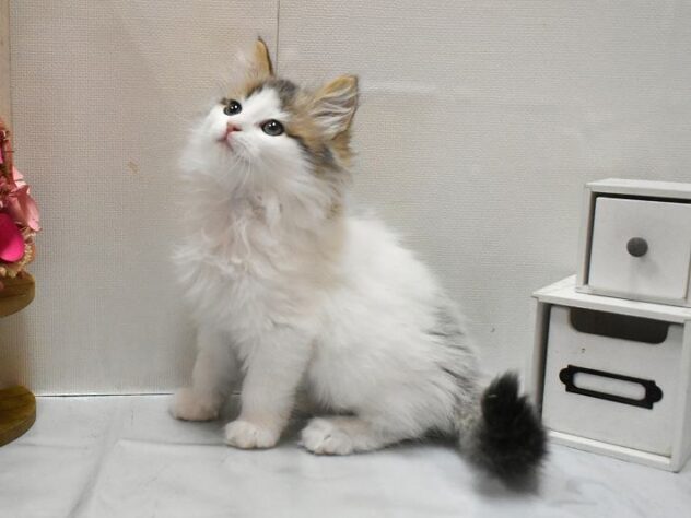 大阪府のノルウェージャンフォレストキャット (ペット・プラザ アミーゴ豊中服部店/2026年1月1日生まれ/女の子/ブラウンパッチドタビーホワイト)の子猫の3枚目の画像