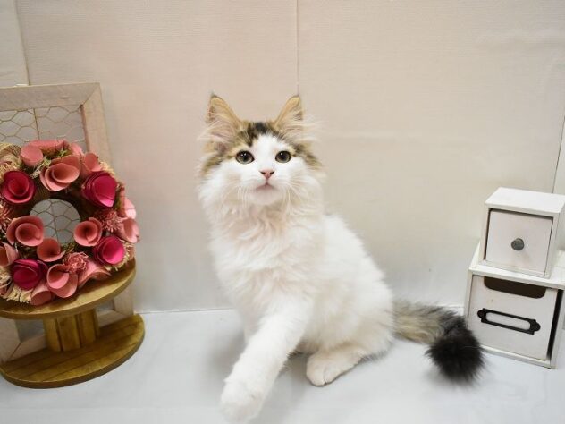 大阪府のノルウェージャンフォレストキャット (ペット・プラザ アミーゴ豊中服部店/2026年1月1日生まれ/女の子/ブラウンパッチドタビーホワイト)の子猫の1枚目の画像