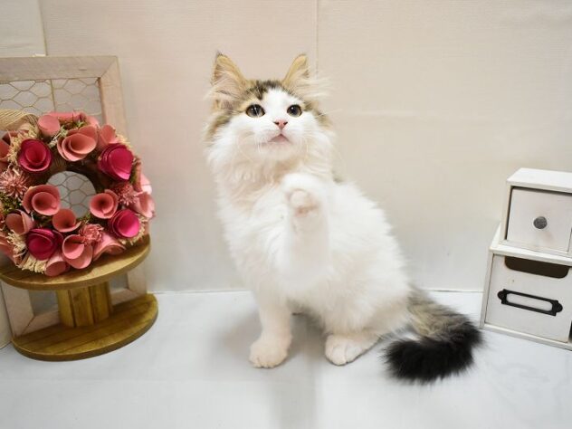 大阪府のノルウェージャンフォレストキャット (ペット・プラザ アミーゴ豊中服部店/2026年1月1日生まれ/女の子/ブラウンパッチドタビーホワイト)の子猫の2枚目の画像