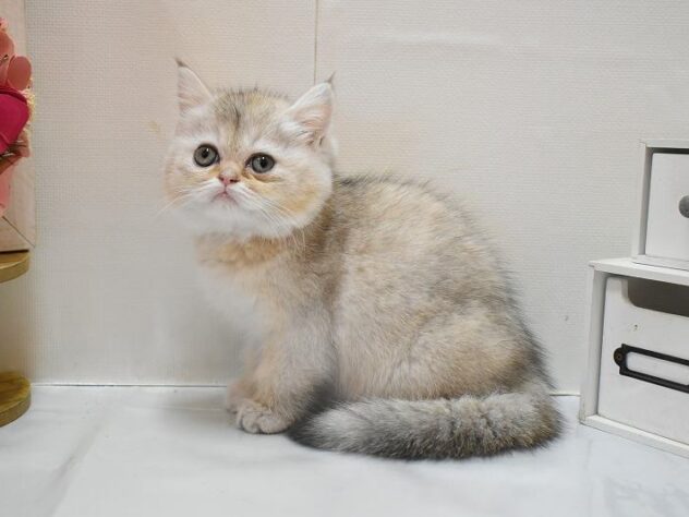 大阪府のミヌエット (ペット・プラザ アミーゴ豊中服部店/2026年1月8日生まれ/女の子/シルバーパッチドタビー)の子猫の1枚目の画像