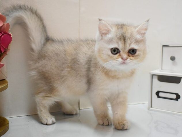 大阪府のミヌエット (ペット・プラザ アミーゴ豊中服部店/2026年1月8日生まれ/女の子/シルバーパッチドタビー)の子猫の2枚目の画像