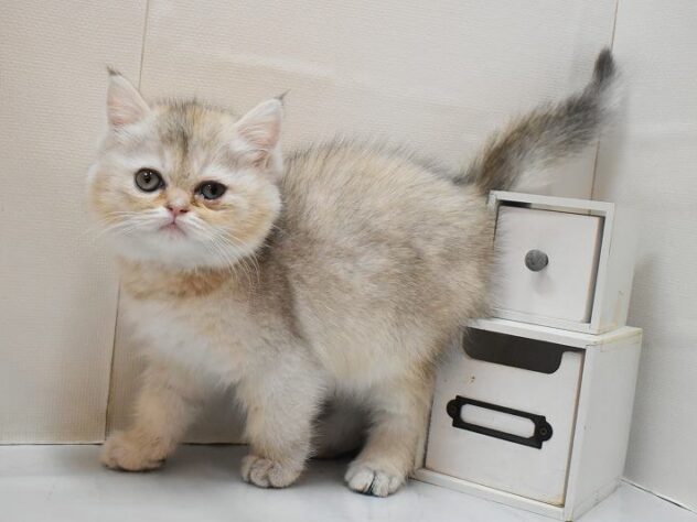 大阪府のミヌエット (ペット・プラザ アミーゴ豊中服部店/2026年1月8日生まれ/女の子/シルバーパッチドタビー)の子猫の3枚目の画像