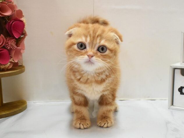 2026年1月12日生まれのスコティッシュフォールド