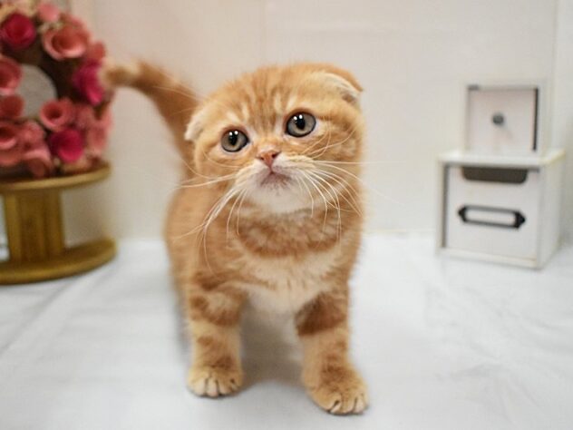 大阪府のスコティッシュフォールド (ペット・プラザ アミーゴ豊中服部店/2026年1月12日生まれ/男の子/レッドタビー)の子猫の2枚目の画像