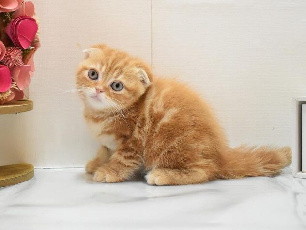 大阪府のスコティッシュフォールド (ペット・プラザ アミーゴ豊中服部店/2026年1月12日生まれ/男の子/レッドタビー)の子猫の3枚目の画像