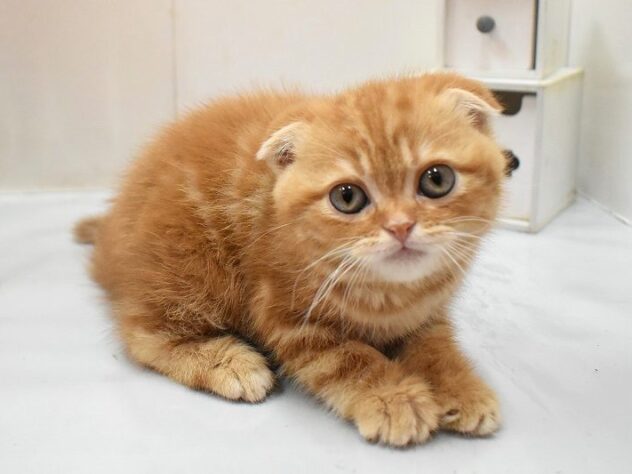 大阪府のスコティッシュフォールド (ペット・プラザ アミーゴ豊中服部店/2026年1月12日生まれ/男の子/レッドタビー)の子猫の4枚目の画像