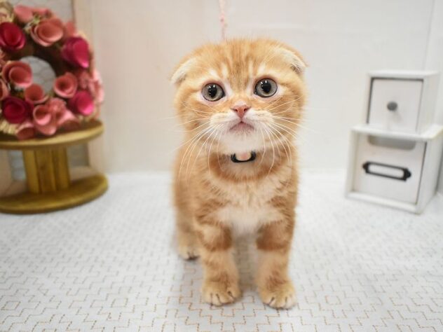 大阪府のスコティッシュフォールド (ペット・プラザ アミーゴ豊中服部店/2026年1月12日生まれ/男の子/レッドタビー)の子猫の1枚目の画像