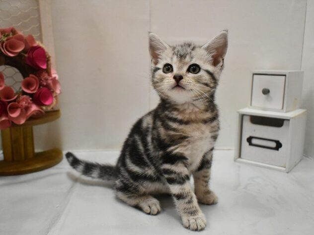 大阪府のアメリカンショートヘアー (ペット・プラザ アミーゴ豊中服部店/2026年1月11日生まれ/男の子/シルバータビー)の子猫の1枚目の画像