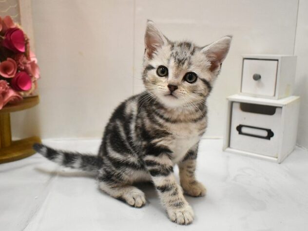 大阪府のアメリカンショートヘアー (ペット・プラザ アミーゴ豊中服部店/2026年1月11日生まれ/男の子/シルバータビー)の子猫の2枚目の画像