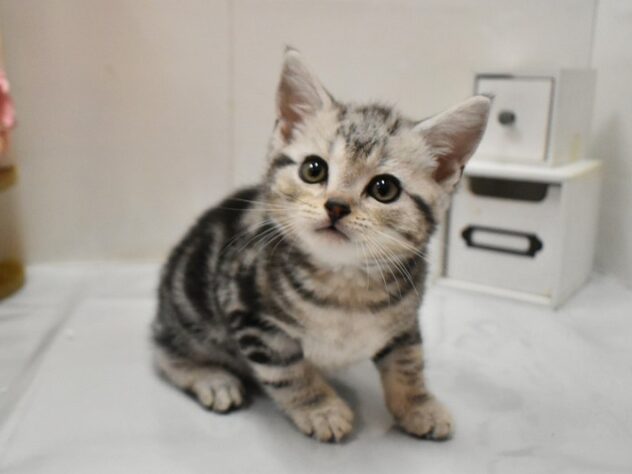 大阪府のアメリカンショートヘアー (ペット・プラザ アミーゴ豊中服部店/2026年1月11日生まれ/男の子/シルバータビー)の子猫の3枚目の画像