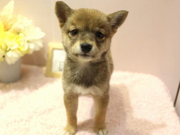 兵庫県の豆柴 (ペット・プラザ アミーゴ明石魚住店/2026年1月6日生まれ/女の子/赤)の子犬の3枚目の画像