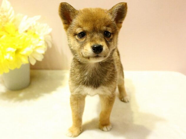 兵庫県の豆柴 (ペット・プラザ アミーゴ明石魚住店/2026年1月6日生まれ/女の子/赤)の子犬の2枚目の画像