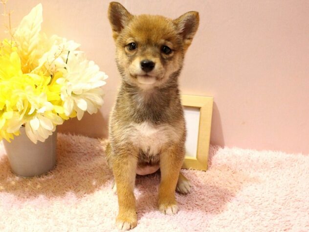 兵庫県の豆柴 (ペット・プラザ アミーゴ明石魚住店/2026年1月6日生まれ/女の子/赤)の子犬の1枚目の画像