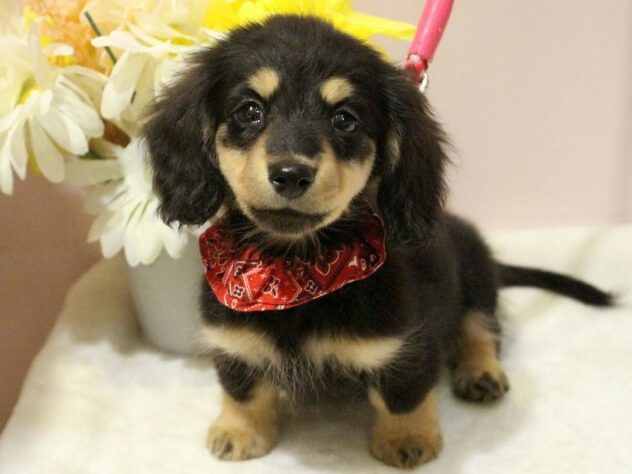 兵庫県のミニチュアダックスフンド(ロング) (ペット・プラザ アミーゴ明石魚住店/2026年1月15日生まれ/女の子/ブラックイエロー)の子犬の1枚目の画像