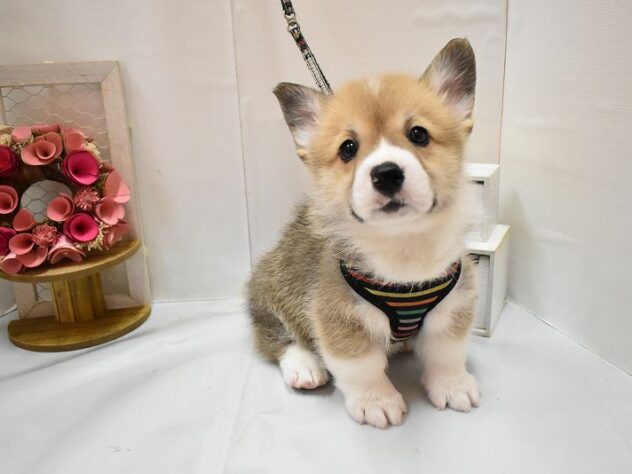 大阪府のウェルシュコーギーペンブローク (ペット・プラザ アミーゴ豊中服部店/2026年1月20日生まれ/男の子/レッドホワイト)の子犬の4枚目の画像