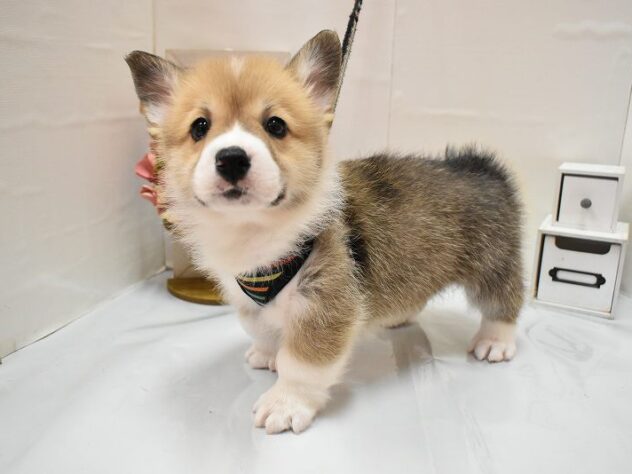 大阪府のウェルシュコーギーペンブローク (ペット・プラザ アミーゴ豊中服部店/2026年1月20日生まれ/男の子/レッドホワイト)の子犬の3枚目の画像