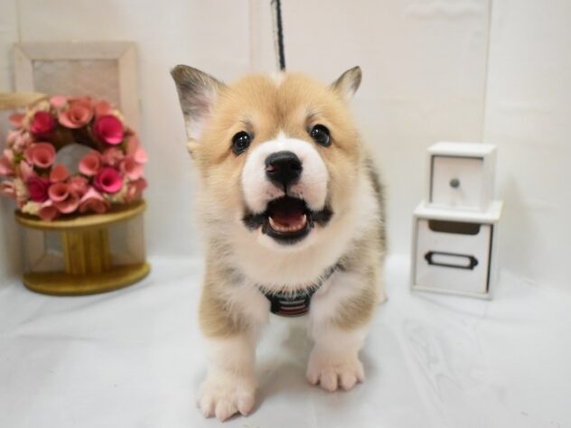 大阪府のウェルシュコーギーペンブローク (ペット・プラザ アミーゴ豊中服部店/2026年1月20日生まれ/男の子/レッドホワイト)の子犬の1枚目の画像