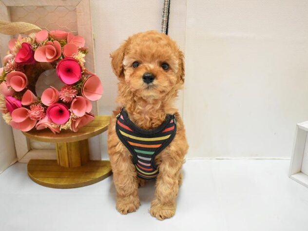 大阪府のトイプードル(トイ) (ペット・プラザ アミーゴ豊中服部店/2026年1月20日生まれ/男の子/オレンジフォーン)の子犬