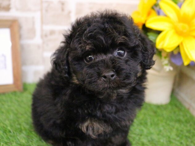 兵庫県のトイプードル(トイ) (ペット・プラザ アミーゴ神戸西店/2026年1月21日生まれ/男の子/ブラックタン)の子犬の3枚目の画像