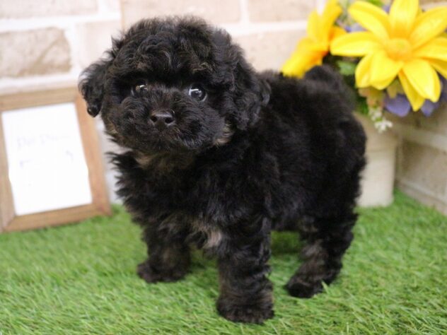 兵庫県のトイプードル(トイ) (ペット・プラザ アミーゴ神戸西店/2026年1月21日生まれ/男の子/ブラックタン)の子犬の2枚目の画像