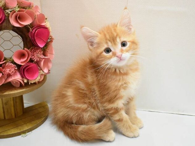 大阪府のアメリカンショートヘアー (ペット・プラザ アミーゴ豊中服部店/2026年1月24日生まれ/男の子/レッドタビー)の子猫の1枚目の画像