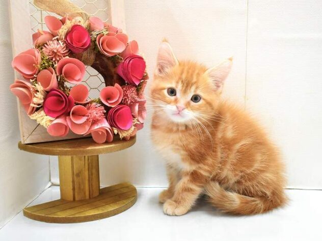 大阪府のアメリカンショートヘアー (ペット・プラザ アミーゴ豊中服部店/2026年1月24日生まれ/男の子/レッドタビー)の子猫の2枚目の画像