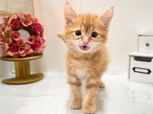 大阪府のアメリカンショートヘアー (ペット・プラザ アミーゴ豊中服部店/2026年1月24日生まれ/男の子/レッドタビー)の子猫の3枚目の画像