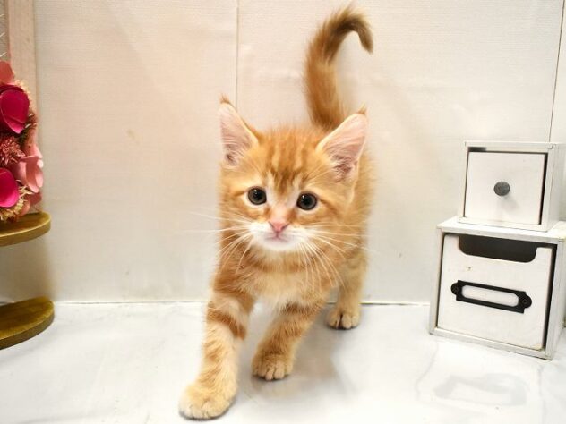 大阪府のアメリカンショートヘアー (ペット・プラザ アミーゴ豊中服部店/2026年1月24日生まれ/男の子/レッドタビー)の子猫の4枚目の画像