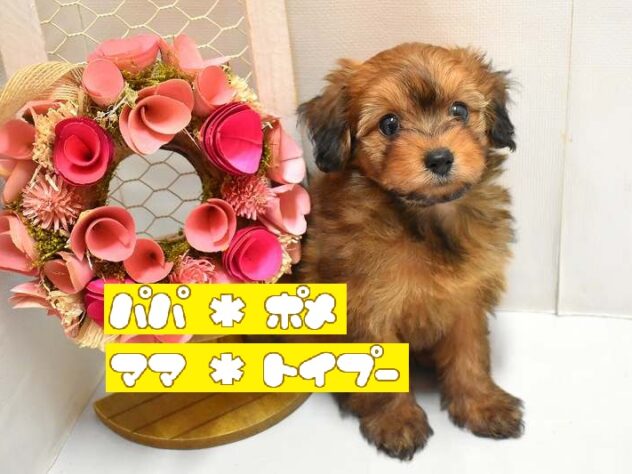 大阪府のポメプー(ポメラニアン×プードル) (ペット・プラザ アミーゴ豊中服部店/2026年1月25日生まれ/女の子/レッド)の子犬の1枚目の画像