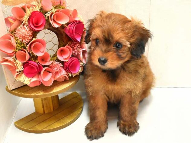 大阪府のポメプー(ポメラニアン×プードル) (ペット・プラザ アミーゴ豊中服部店/2026年1月25日生まれ/女の子/レッド)の子犬の2枚目の画像