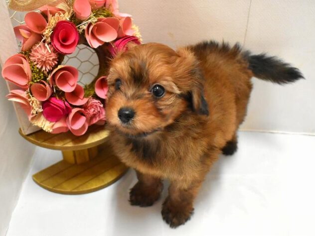 大阪府のポメプー(ポメラニアン×プードル) (ペット・プラザ アミーゴ豊中服部店/2026年1月25日生まれ/女の子/レッド)の子犬の3枚目の画像