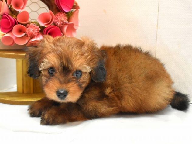 大阪府のポメプー(ポメラニアン×プードル) (ペット・プラザ アミーゴ豊中服部店/2026年1月25日生まれ/女の子/レッド)の子犬の4枚目の画像