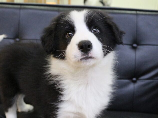 兵庫県のボーダーコリー (ペット・プラザ アミーゴ神戸西店/2026年1月25日生まれ/男の子/ブラックホワイト)の子犬の1枚目の画像