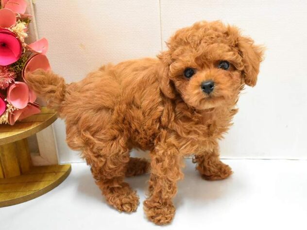 大阪府のトイプードル(トイ) (ペット・プラザ アミーゴ豊中服部店/2026年1月26日生まれ/女の子/レッド)の子犬の1枚目の画像