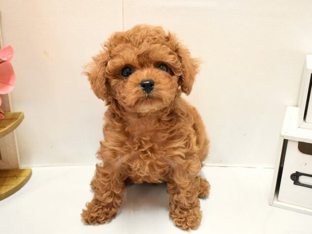 大阪府のトイプードル(トイ) (ペット・プラザ アミーゴ豊中服部店/2026年1月26日生まれ/女の子/レッド)の子犬の2枚目の画像