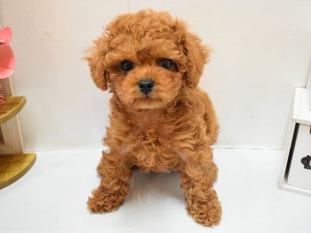大阪府のトイプードル(トイ) (ペット・プラザ アミーゴ豊中服部店/2026年1月26日生まれ/女の子/レッド)の子犬の3枚目の画像