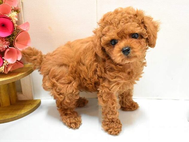 大阪府のトイプードル(トイ) (ペット・プラザ アミーゴ豊中服部店/2026年1月26日生まれ/女の子/レッド)の子犬の4枚目の画像