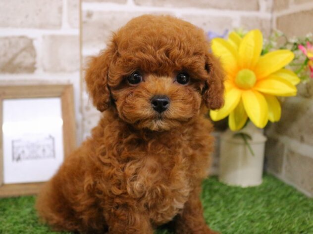 兵庫県のトイプードル(トイ) (ペット・プラザ アミーゴ神戸西店/2026年1月26日生まれ/女の子/レッド)の子犬の1枚目の画像