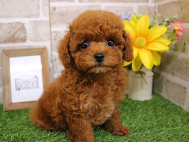 兵庫県のトイプードル(トイ) (ペット・プラザ アミーゴ神戸西店/2026年1月26日生まれ/女の子/レッド)の子犬の2枚目の画像